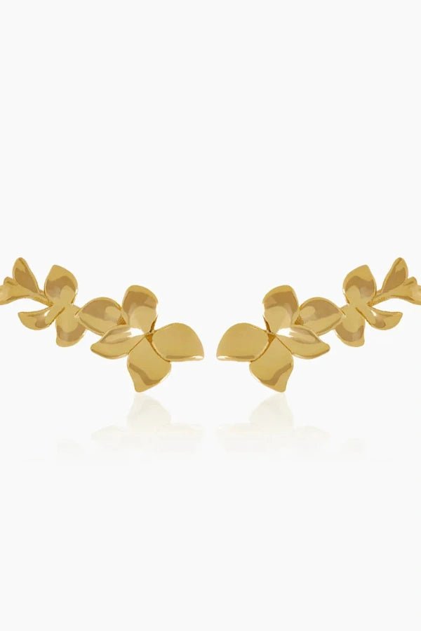 Orchid Gold