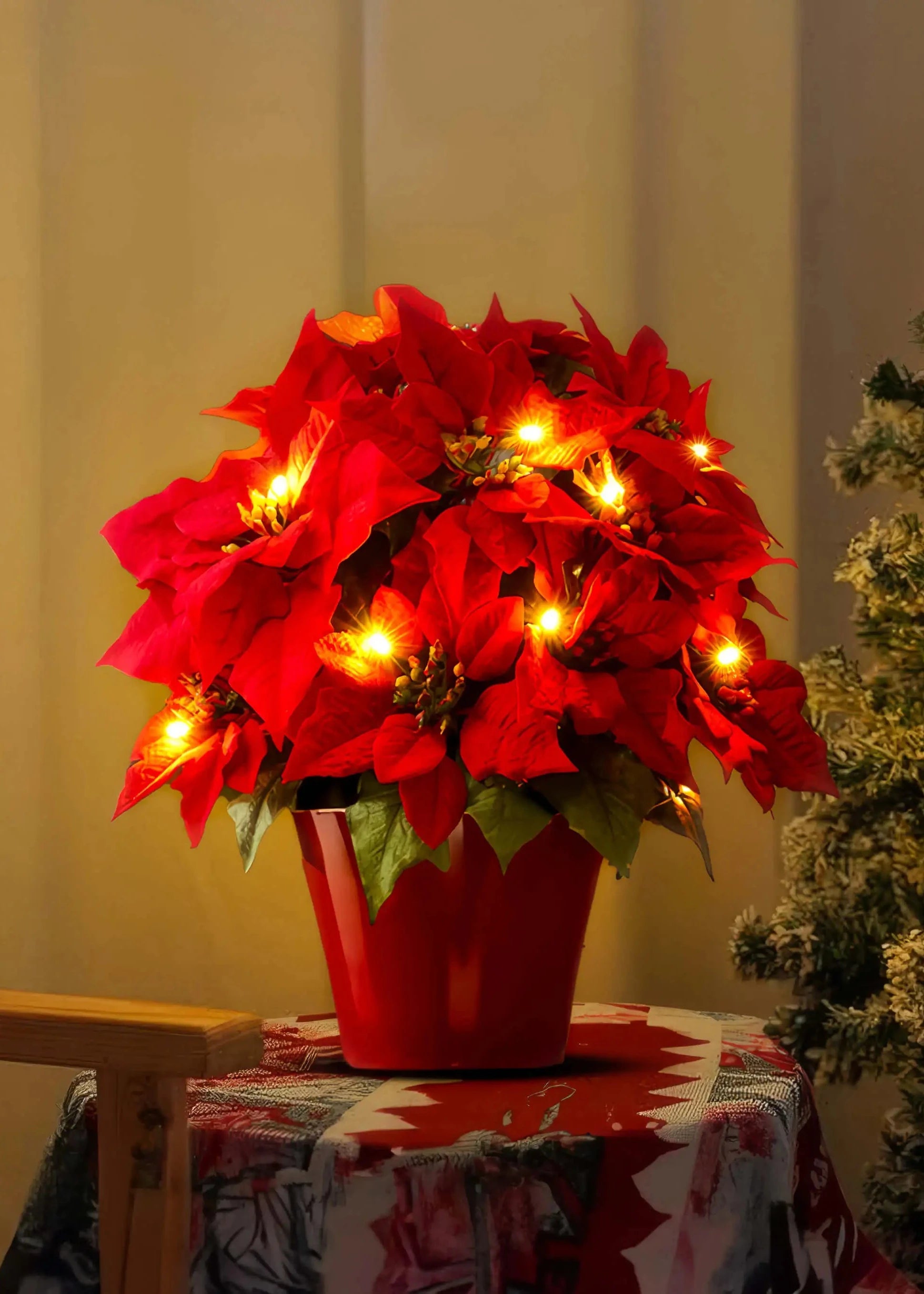 Scarlet Shine Poinsettia