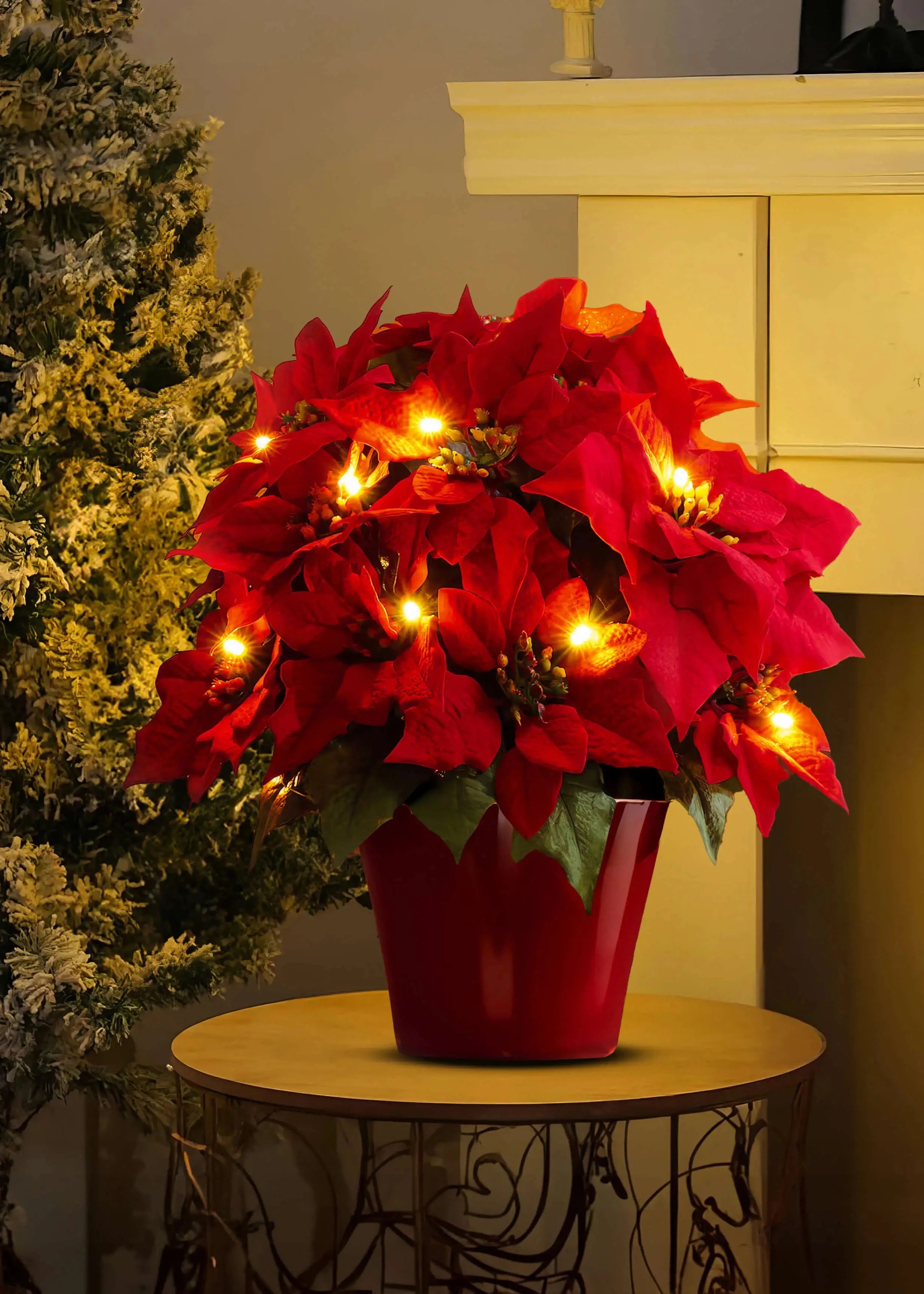 Scarlet Shine Poinsettia