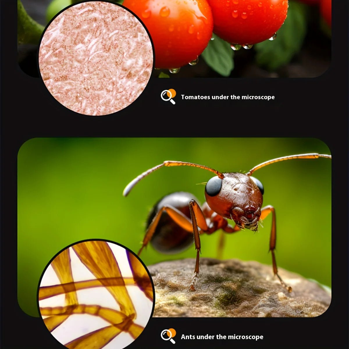 Collage showing magnified views of tomatoes and ant legs as seen through a children's portable microscope to show its versatility.